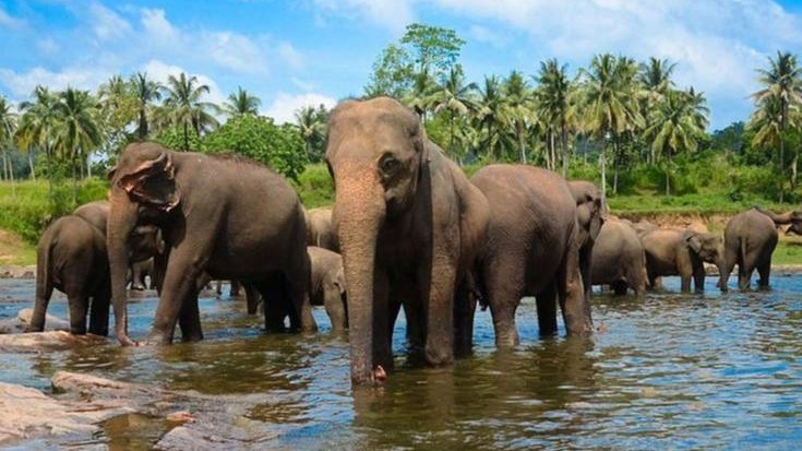 Pinnawala